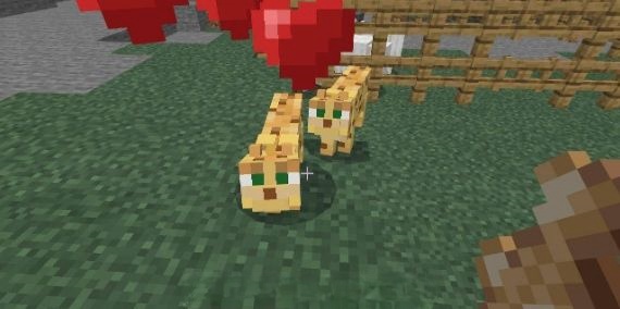 我的世界豹猫怎么驯服 教你5步轻松顺服豹猫